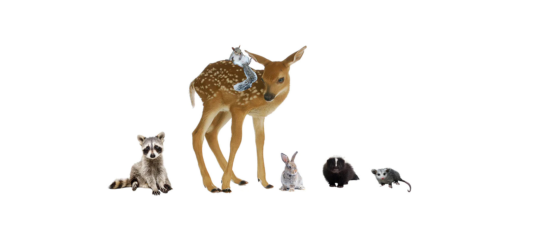 Collections Chris's Squirrels and More