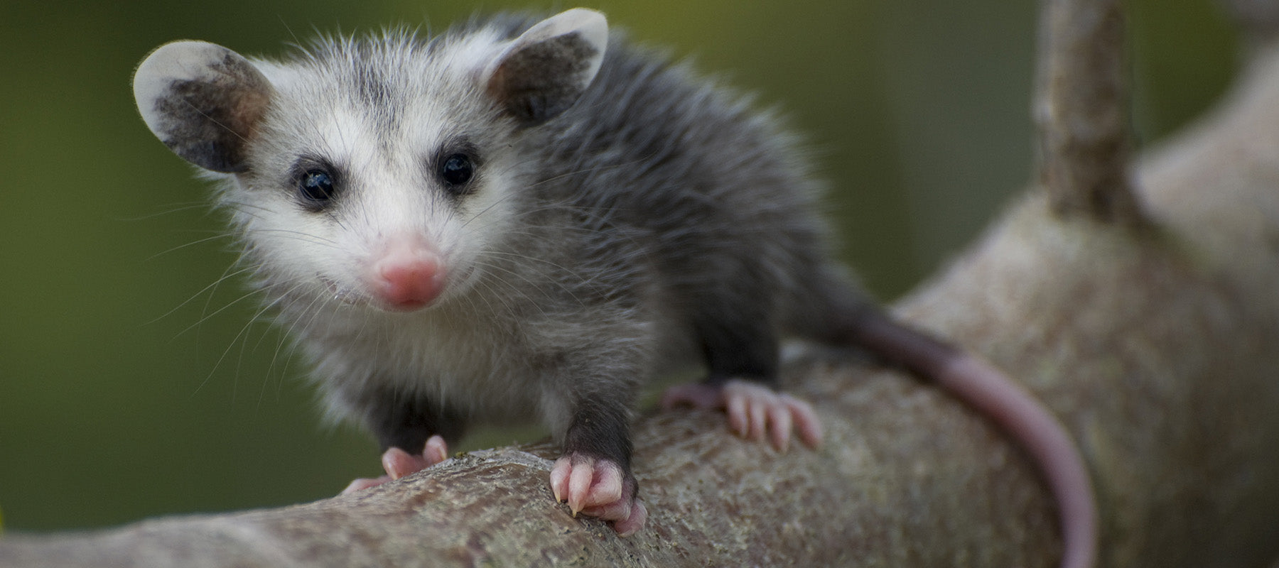 Opossum Rehab Supplies