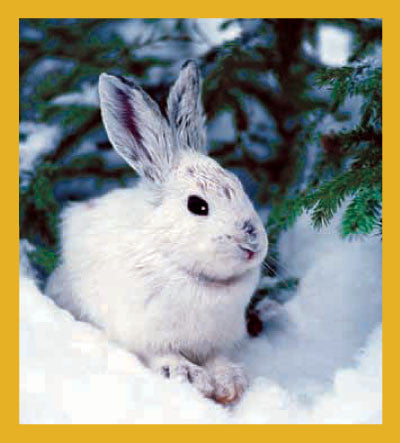 Magnetic Bookmark Snowshoe Hare Rabbit