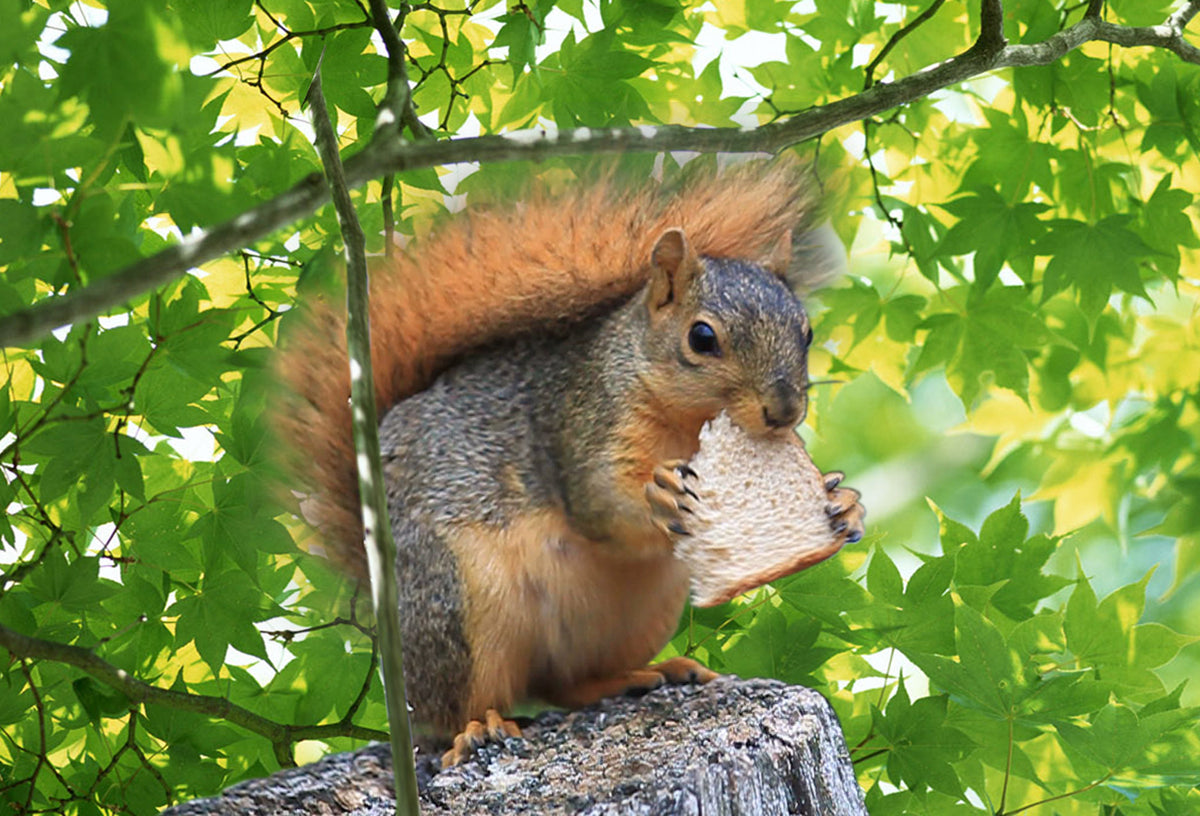 Squirrel Motion Postcard