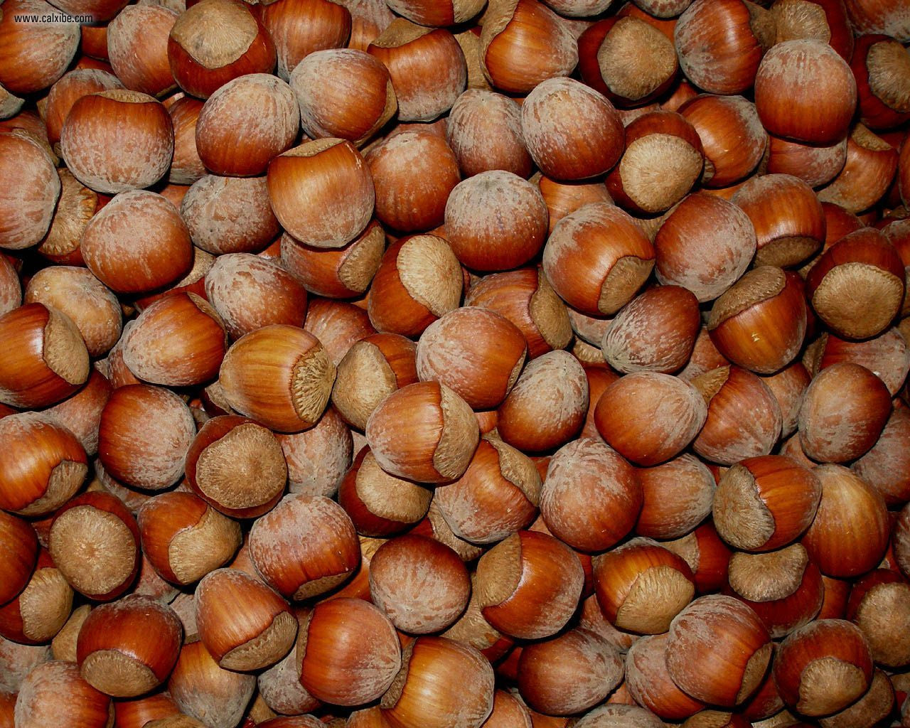 Filberts Hazelnuts - Squirrels and More