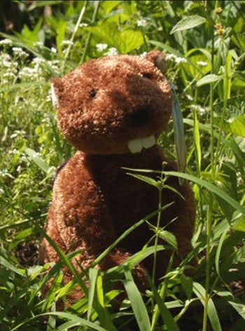 Betram Beaver - Squirrels and More