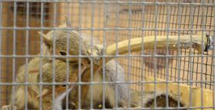 Deer Antlers - Squirrels and More - 2